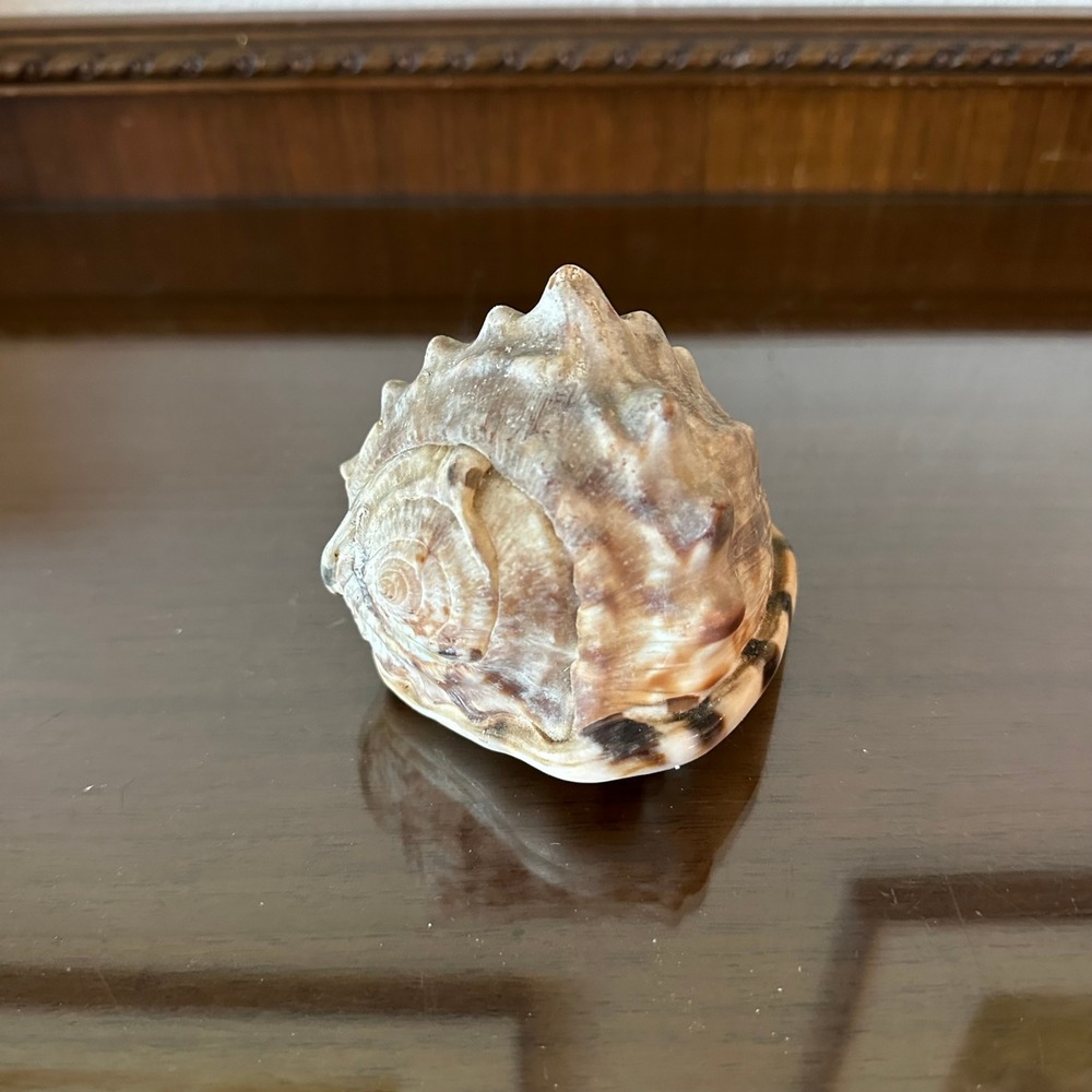Natural Bullmouth Red Helmet Shell Cypraecassis Rufa 4.5'' Coastal Decor